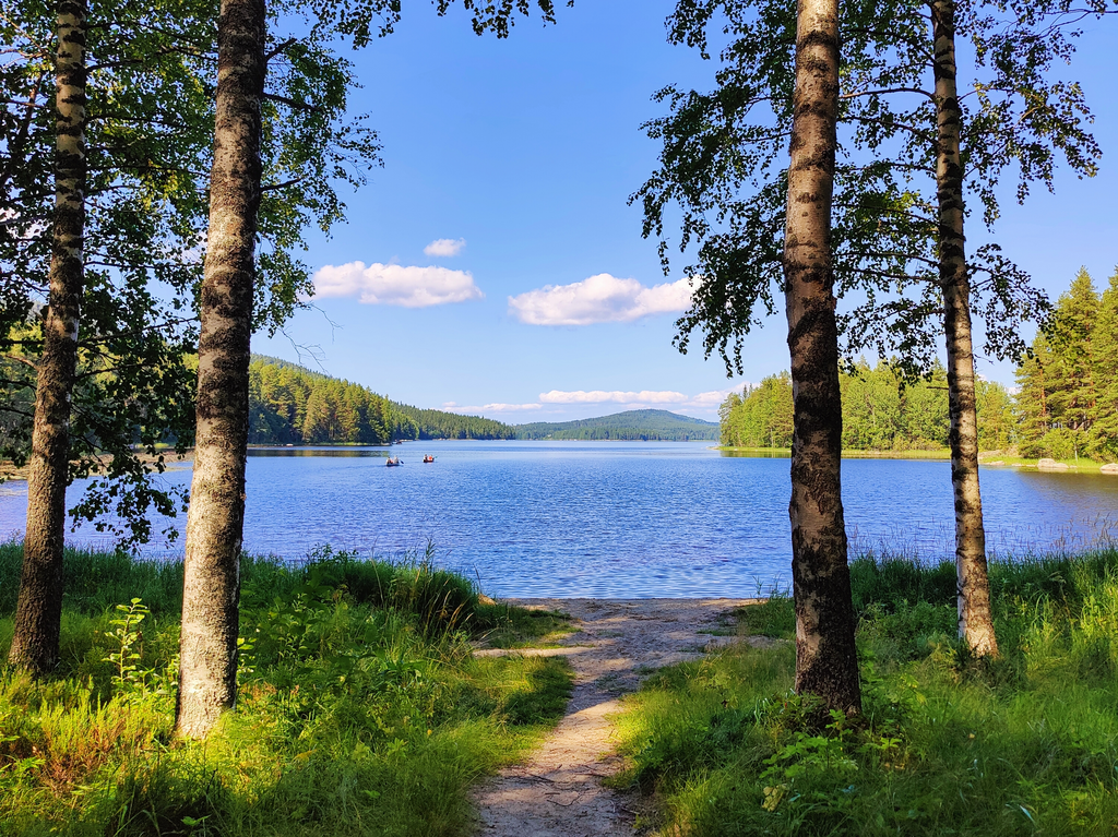 View over Lake Pielinen from Likolahti in Koli National Park, with birch trees  in the foreground and forested islands under a blue sky.