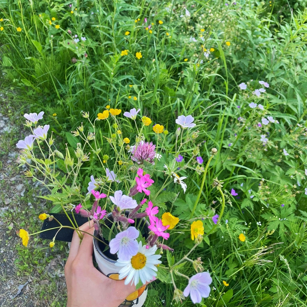 Bouquet of wild flower